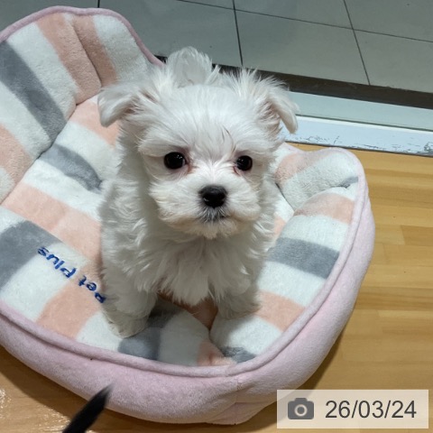 埼玉県のマルチーズ (ペットプラス 与野店/2026年1月17日生まれ/女の子/ホワイト)の子犬の3枚目の画像