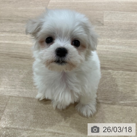 マルチーズの写真