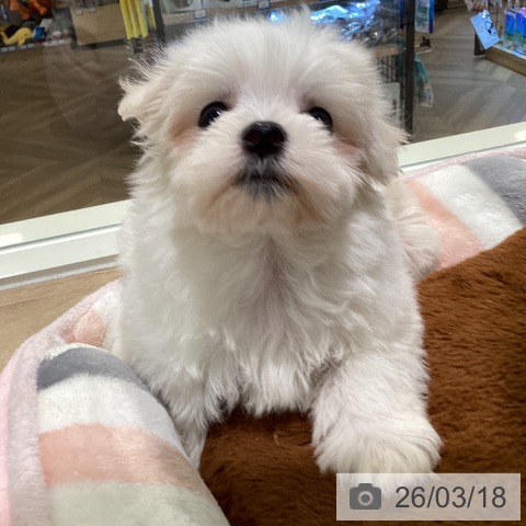 マルチーズの写真