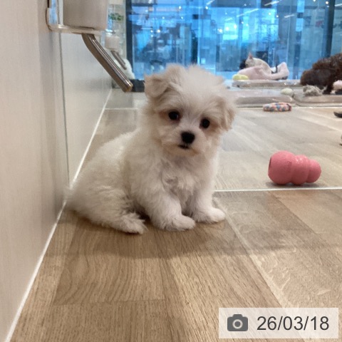 マルチーズの写真