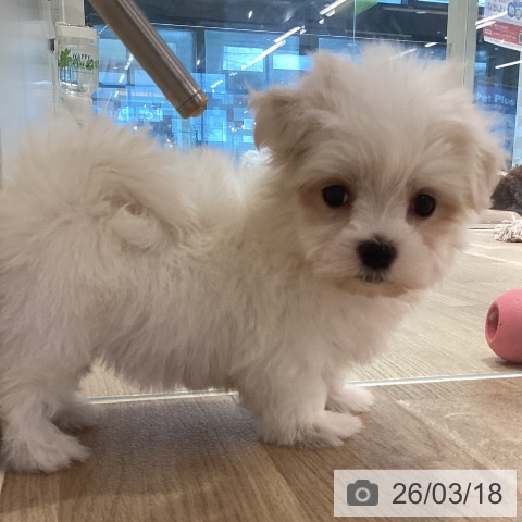 マルチーズの写真