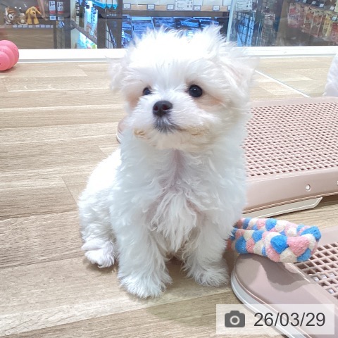 神奈川県のマルチーズ (ペットプラス ゆめが丘ソラトス店/2026年1月17日生まれ/女の子/ホワイト)の子犬の4枚目の画像