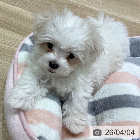神奈川県のマルチーズ (ペットプラス ゆめが丘ソラトス店/2026年1月17日生まれ/女の子/ホワイト)の子犬の4枚目の画像