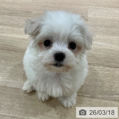 マルチーズの写真