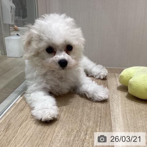 ビション・フリーゼの写真