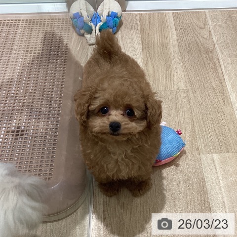 宮城県のトイプードル(トイ) (ペットプラス 仙台上杉店/2026年1月5日生まれ/男の子/アプリコット)の子犬の4枚目の画像