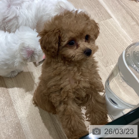 宮城県のトイプードル(トイ) (ペットプラス 仙台上杉店/2026年1月5日生まれ/男の子/アプリコット)の子犬の3枚目の画像