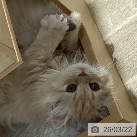 千葉県のスコティッシュフォールド (ペットプラス 木更津店/2026年1月16日生まれ/女の子/クリームタビーホワイト)の子猫の3枚目の画像