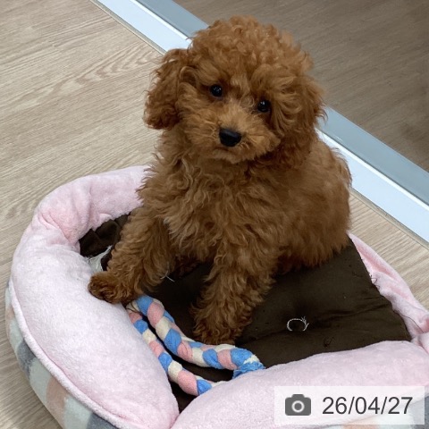 埼玉県のトイプードル(トイ) (ペットプラス 川口店/2026年1月10日生まれ/男の子/レッド)の子犬の4枚目の画像