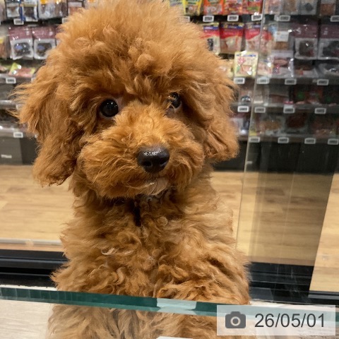 埼玉県のトイプードル(トイ) (ペッツワン 新座店/2026年1月10日生まれ/女の子/レッド)の子犬の4枚目の画像