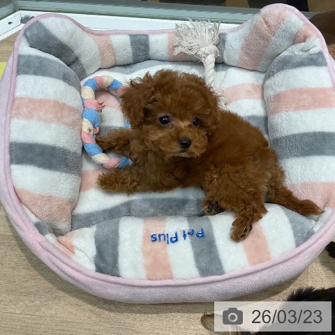 トイ・プードルの写真