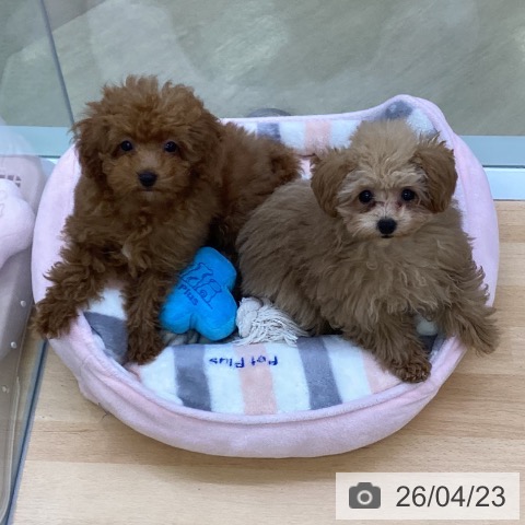 埼玉県のトイプードル(トイ) (ペットプラス 羽生店/2026年1月10日生まれ/女の子/レッド)の子犬の4枚目の画像