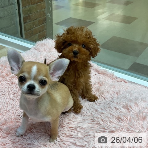 埼玉県のトイプードル(トイ) (ペットプラス ららぽーと新三郷店/2026年1月10日生まれ/女の子/レッド)の子犬の3枚目の画像