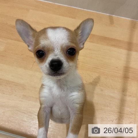 千葉県のチワワ(ロング) (ペットプラス 成田店/2026年1月15日生まれ/男の子/フォーンホワイト)の子犬の4枚目の画像