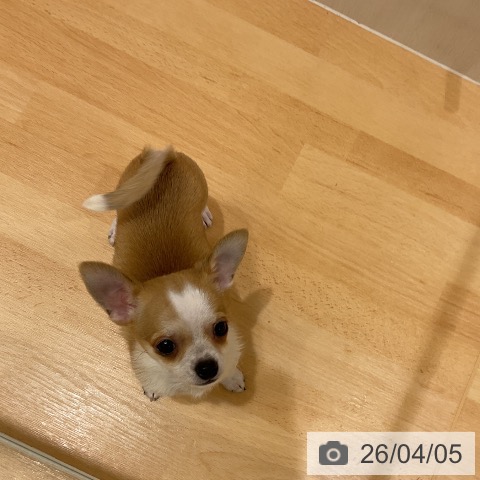 千葉県のチワワ(ロング) (ペットプラス 成田店/2026年1月15日生まれ/男の子/フォーンホワイト)の子犬の3枚目の画像