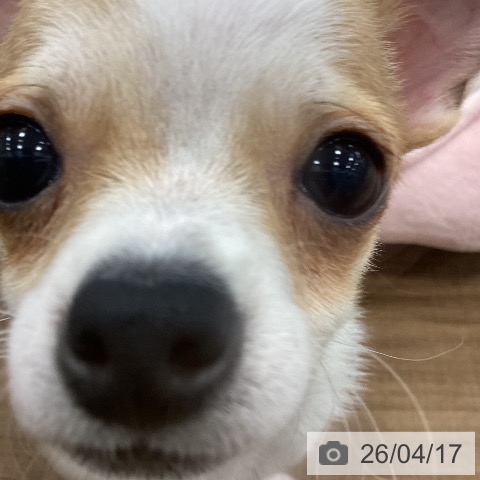 茨城県のチワワ(ロング) (ペッツワン つくば店/2026年1月15日生まれ/男の子/フォーンホワイト)の子犬の4枚目の画像