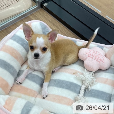 茨城県のチワワ(ロング) (ペッツワン つくば店/2026年1月15日生まれ/男の子/フォーンホワイト)の子犬の3枚目の画像