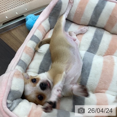 茨城県のチワワ(ロング) (ペッツワン つくば店/2026年1月15日生まれ/男の子/フォーンホワイト)の子犬の4枚目の画像