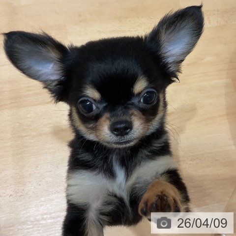 千葉県のチワワ(ロング) (ペットプラス 成田店/2025年12月21日生まれ/男の子/ブラックタン)の子犬の4枚目の画像