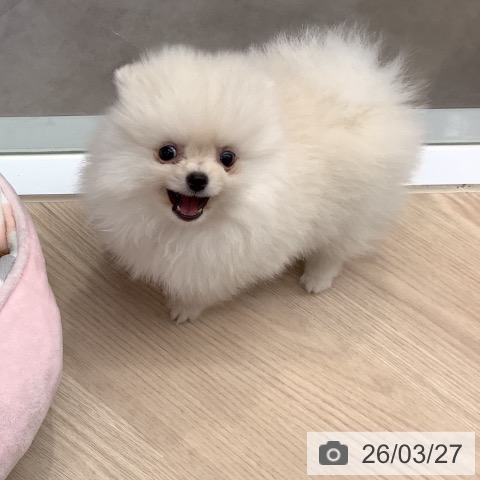 埼玉県のポメラニアン (ペットプラス 川口店/2026年1月18日生まれ/男の子/クリーム)の子犬の3枚目の画像