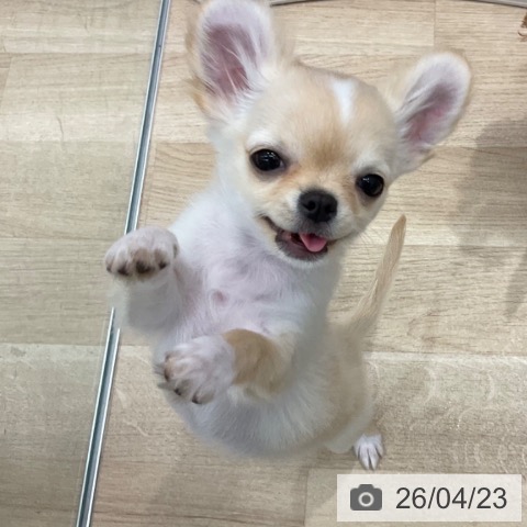 群馬県のチワワ(ロング) (ペットプラス イオンモール太田店/2026年1月11日生まれ/女の子/クリームホワイト)の子犬の3枚目の画像