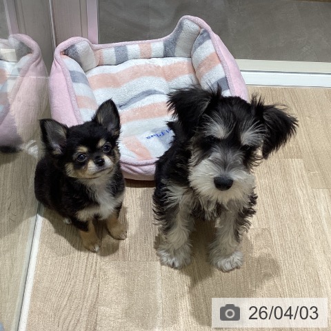 宮城県のチワワ(ロング) (ペットプラス 仙台上杉店/2026年1月18日生まれ/男の子/ブラックタンホワイト)の子犬の4枚目の画像