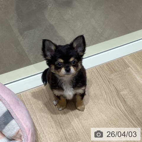 宮城県のチワワ(ロング) (ペットプラス 仙台上杉店/2026年1月18日生まれ/男の子/ブラックタンホワイト)の子犬の3枚目の画像