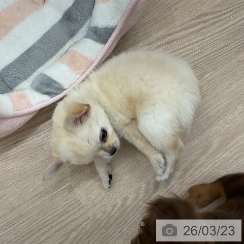 埼玉県のチワワ(ロング) (ペットプラス 上尾店/2026年1月18日生まれ/男の子/クリーム)の子犬の4枚目の画像