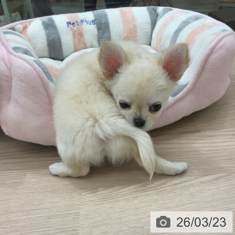 埼玉県のチワワ(ロング) (ペットプラス 上尾店/2026年1月18日生まれ/男の子/クリーム)の子犬の3枚目の画像