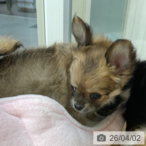 埼玉県のチワワ(ロング) (ペットプラス 浦和美園店/2026年1月18日生まれ/女の子/フォーンホワイト)の子犬の4枚目の画像