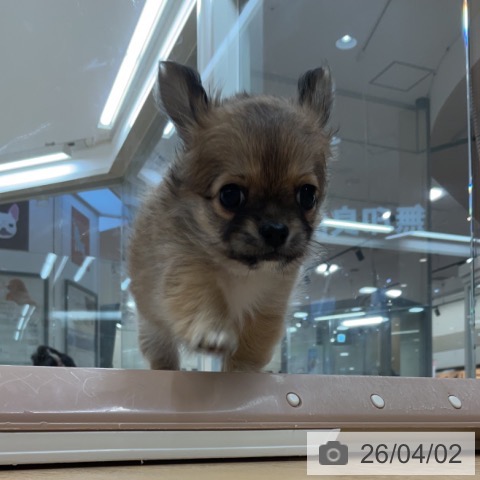 埼玉県のチワワ(ロング) (ペットプラス 浦和美園店/2026年1月18日生まれ/女の子/フォーンホワイト)の子犬の3枚目の画像