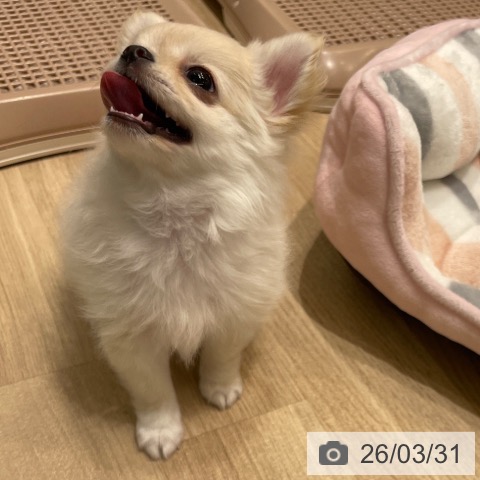 長野県のチワワ(ロング) (ペットプラス 須坂店/2026年1月18日生まれ/女の子/クリームホワイト)の子犬の4枚目の画像