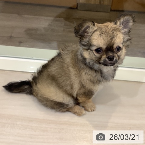 埼玉県のチワワ(ロング) (ペットプラス クレアモール川越店/2026年1月15日生まれ/女の子/フォーンホワイト)の子犬の4枚目の画像