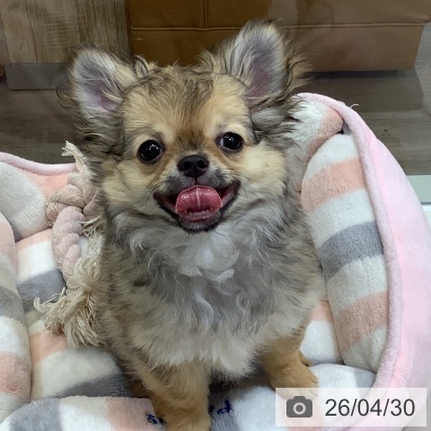 埼玉県のチワワ(ロング) (ペットプラス クレアモール川越店/2026年1月15日生まれ/女の子/フォーンホワイト)の子犬の4枚目の画像