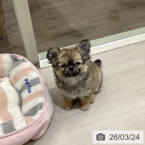 埼玉県のチワワ(ロング) (ペットプラス クレアモール川越店/2026年1月15日生まれ/女の子/フォーンホワイト)の子犬の3枚目の画像