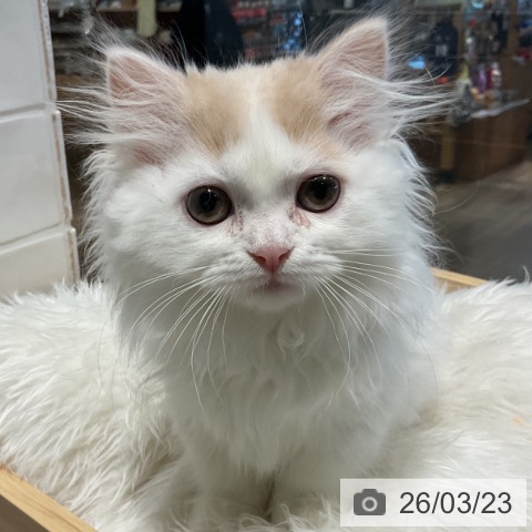 埼玉県のミヌエット (ペットプラス コクーンシティ店/2025年12月24日生まれ/女の子/クリームホワイト)の子猫の3枚目の画像