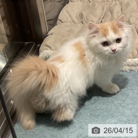 埼玉県のミヌエット (ペットプラス コクーンシティ店/2025年12月24日生まれ/女の子/クリームホワイト)の子猫の3枚目の画像