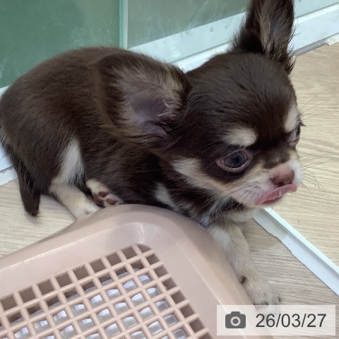 埼玉県のチワワ(ロング) (ペットプラス 上尾店/2026年1月18日生まれ/男の子/チョコレートタン)の子犬の3枚目の画像