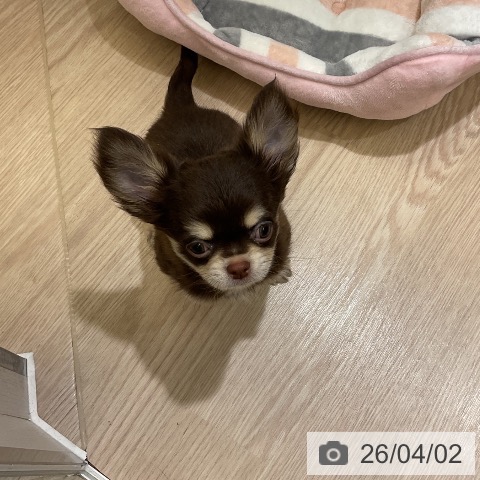 埼玉県のチワワ(ロング) (ペットプラス 上尾店/2026年1月18日生まれ/男の子/チョコレートタン)の子犬の4枚目の画像