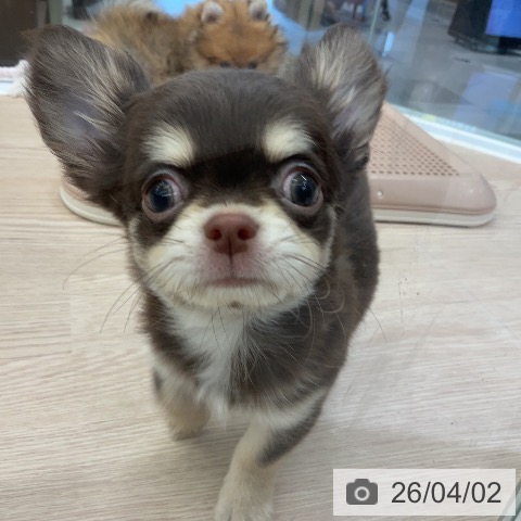 埼玉県のチワワ(ロング) (ペットプラス 上尾店/2026年1月18日生まれ/男の子/チョコレートタン)の子犬の3枚目の画像