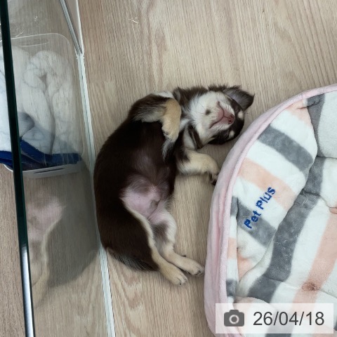 埼玉県のチワワ(ロング) (ペットプラス 上尾店/2026年1月18日生まれ/男の子/チョコレートタン)の子犬の3枚目の画像