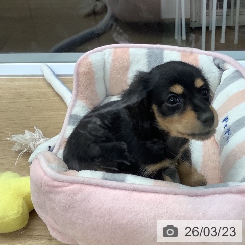 千葉県のカニンヘンダックスフンド(ロング) (ペットプラス 船橋店/2026年1月18日生まれ/男の子/ブラックタン)の子犬の4枚目の画像
