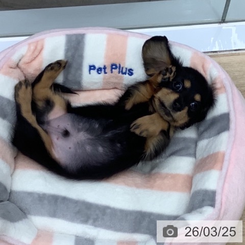 千葉県のカニンヘンダックスフンド(ロング) (ペットプラス 船橋店/2026年1月18日生まれ/男の子/ブラックタン)の子犬の3枚目の画像