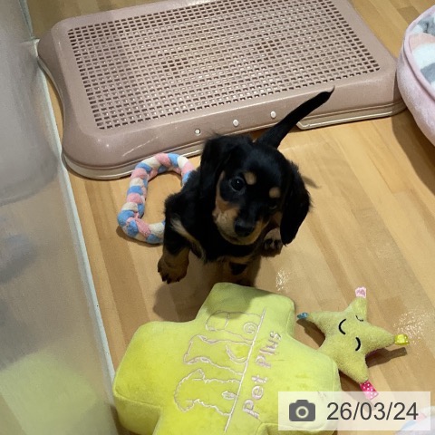 埼玉県のカニンヘンダックスフンド(ロング) (ペットプラス 与野店/2026年1月18日生まれ/男の子/ブラックタン)の子犬の3枚目の画像