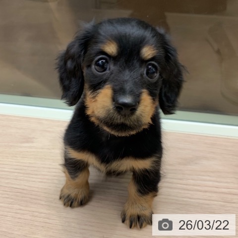 千葉県のカニンヘンダックスフンド(ロング) (ペットプラス 幕張新都心店/2026年1月18日生まれ/女の子/ブラックタン)の子犬の3枚目の画像