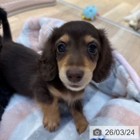 カニーンヘン・ダックスフンドの写真