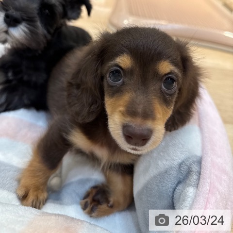 カニーンヘン・ダックスフンドの写真