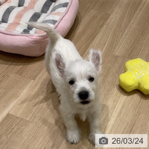 岩手県のウエストハイランドホワイトテリア (ペットプラス 盛岡南店/2026年1月17日生まれ/男の子/ホワイト)の子犬の4枚目の画像