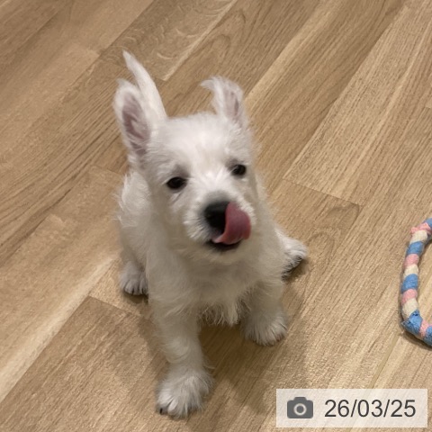 岩手県のウエストハイランドホワイトテリア (ペットプラス 盛岡南店/2026年1月17日生まれ/男の子/ホワイト)の子犬の3枚目の画像