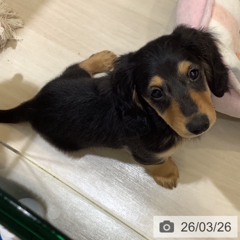 埼玉県のミニチュアダックスフンド(ロング) (ペットプラス クレアモール川越店/2026年1月19日生まれ/男の子/ブラックタン)の子犬の4枚目の画像